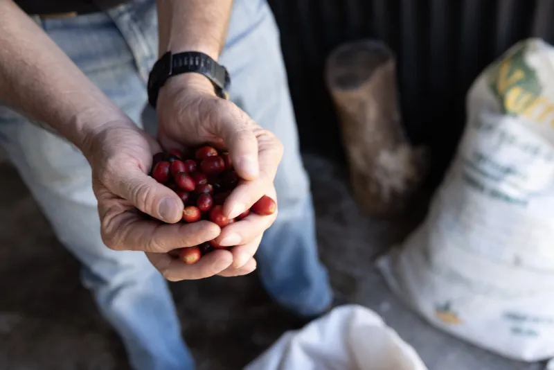 A producer's cupped hands holding freshly picked red coffee cherries.
